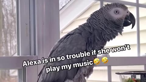 Alexa ignored the parrot😂😂😂