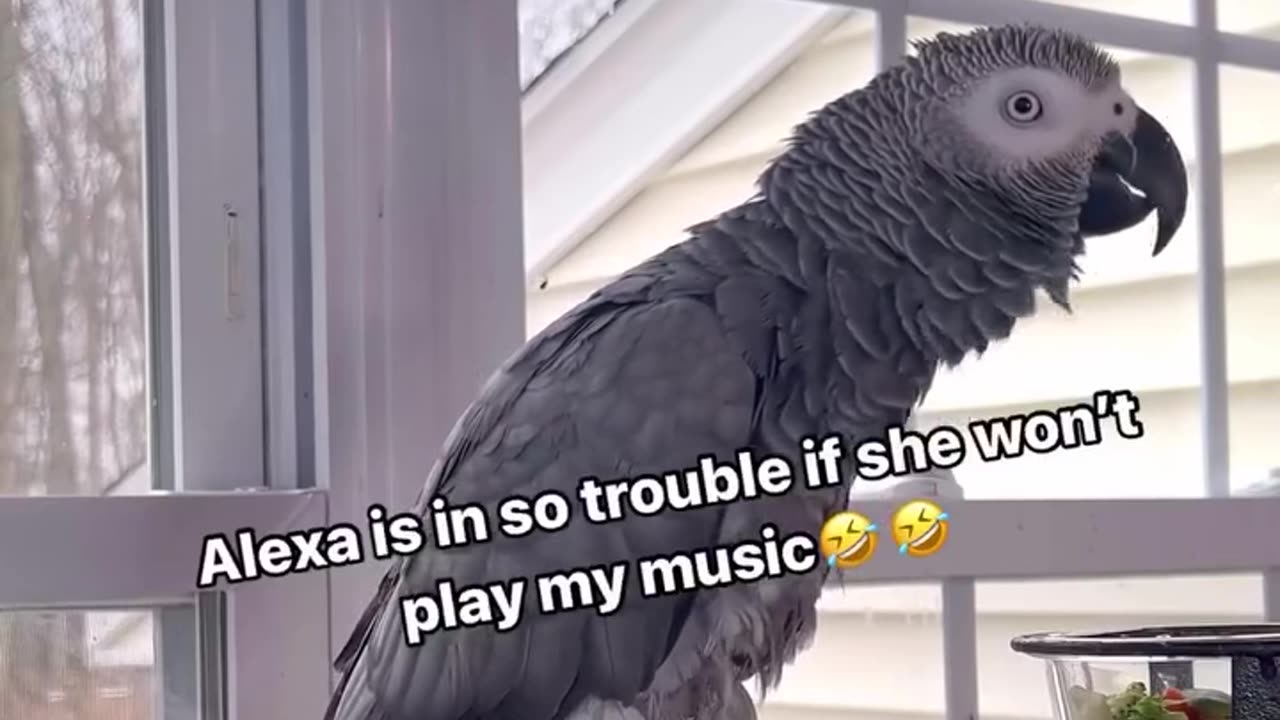 Alexa ignored the parrot😂😂😂