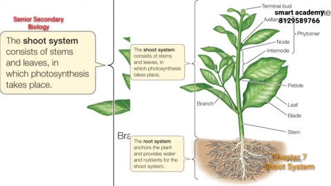 +2,Biology,Chapter 7,Shoot System