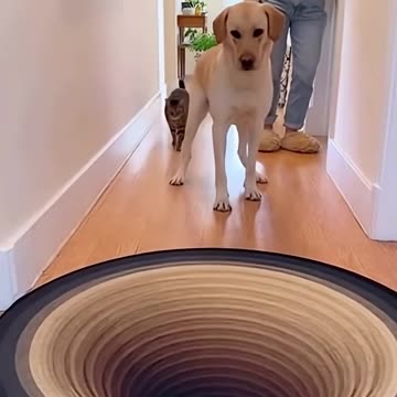 Dog gets scared of fake Rug