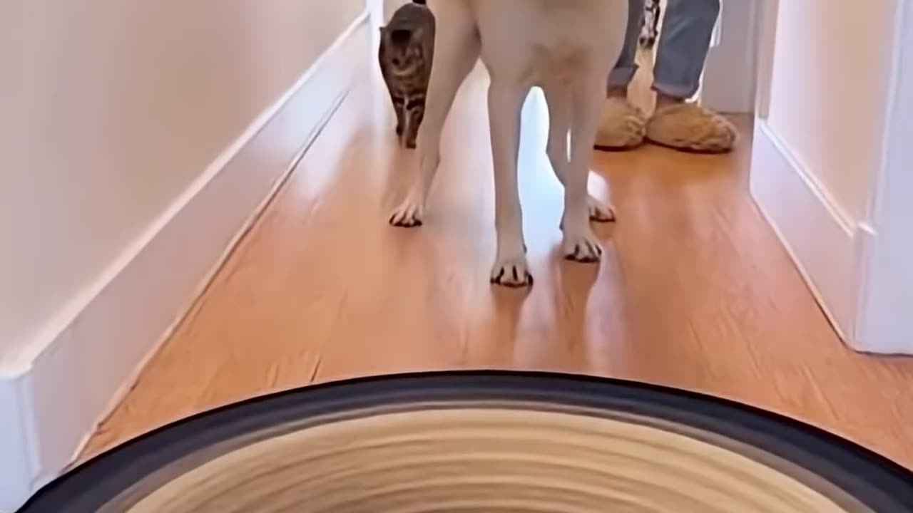 Dog gets scared of fake Rug