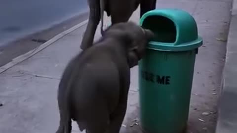 Very interesting video of elephants