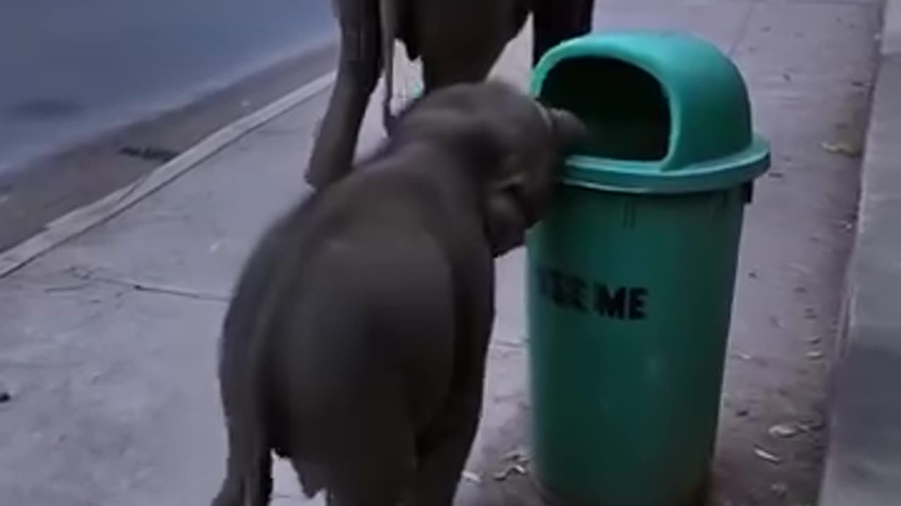 Very interesting video of elephants