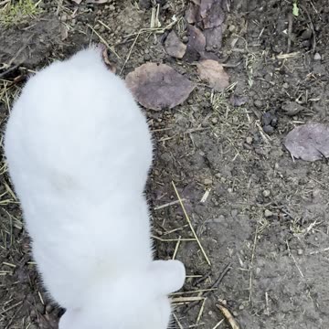 Snowy White Bunny Close-Up ❄️
