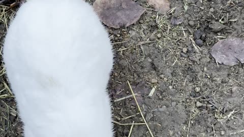 Snowy White Bunny Close-Up ❄️