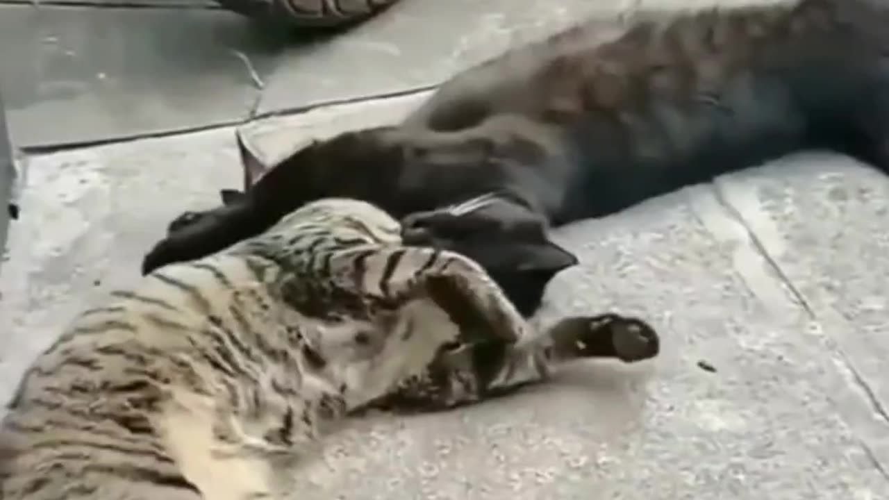 Playful Pets Doing the Funniest Things! 🐾🤣