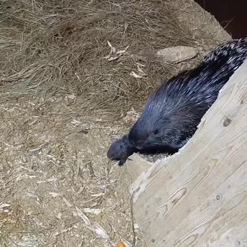Protective porcupine mom and her baby