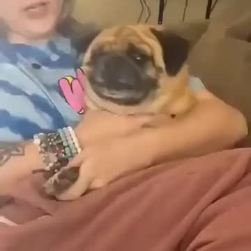 Cats vs Dogs | HILARIOUS Nail Trimming Reactions 😂🐾 | Who’s More Dramatic?