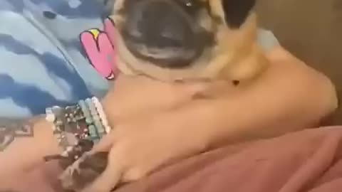 Cats vs Dogs | HILARIOUS Nail Trimming Reactions 😂🐾 | Who’s More Dramatic?
