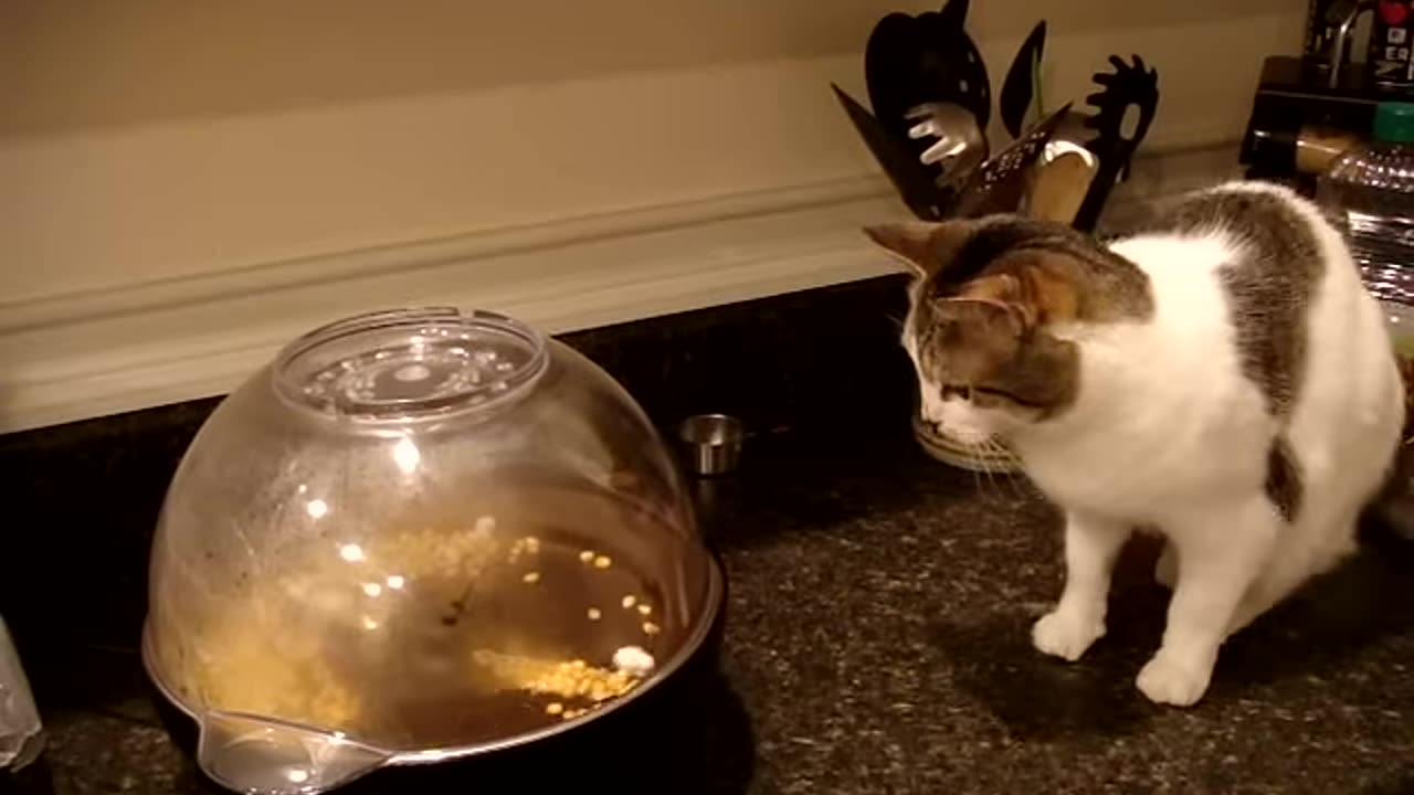 cat terrorized by popcorn, Lol!