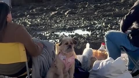 Dog Trades Families at the Beach