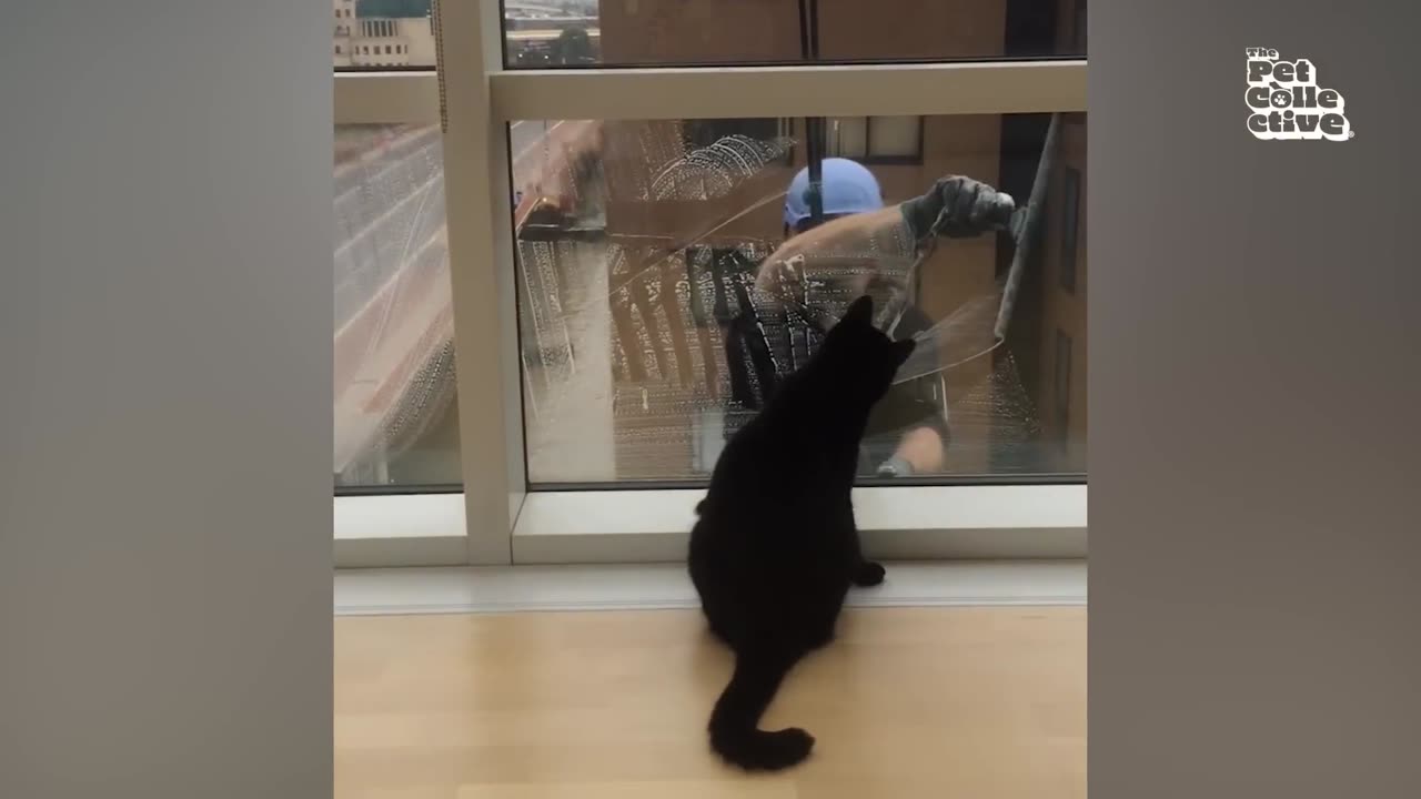 Funny Cats Acts