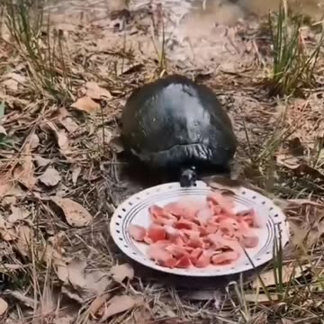 All you can eat buffet 🤣