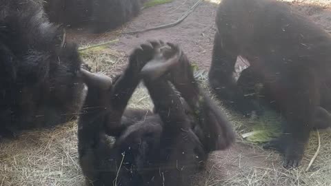 Gorilla Plays With Frog at the Zoo