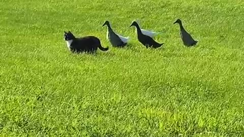 Leader of the pack