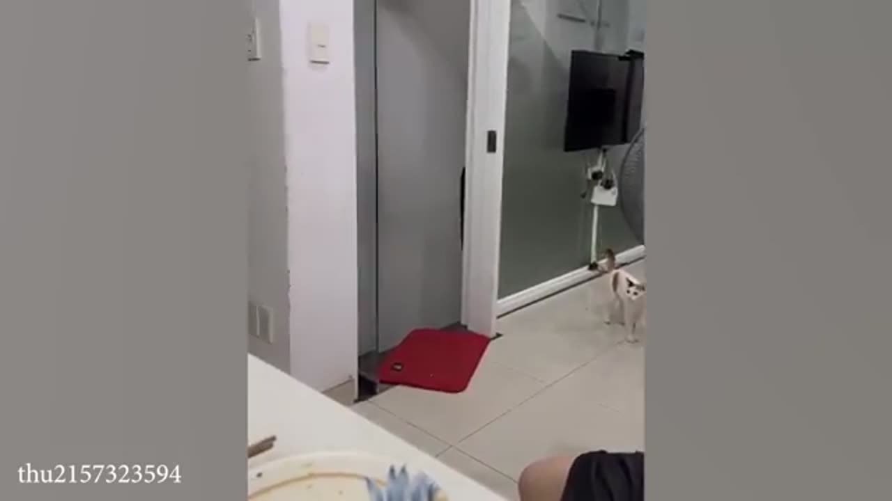 Hilarious Cats That Deserve Over 1 Million Views! Best Cat Videos
