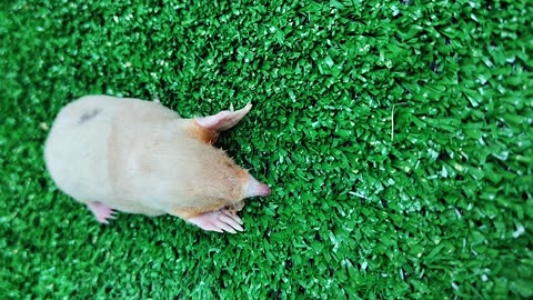 Mo mole