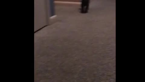 🤣🐾 Wait For The LEGENDARY Leg Kick! | FunFM