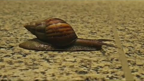 Step by step. Victory is victory, my brothers.