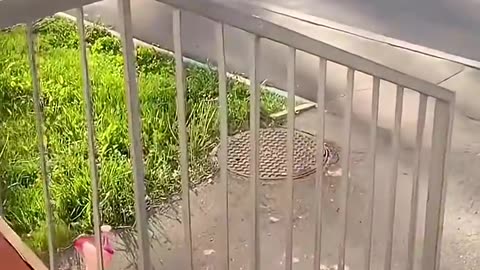 Funny Video (Follow My Channel)