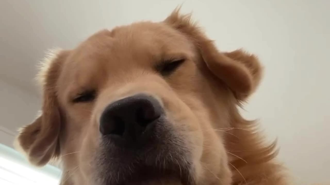 Are you going to take me for my walk