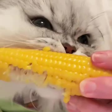 Tasty corn on the cob
