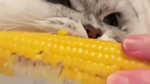 Tasty corn on the cob