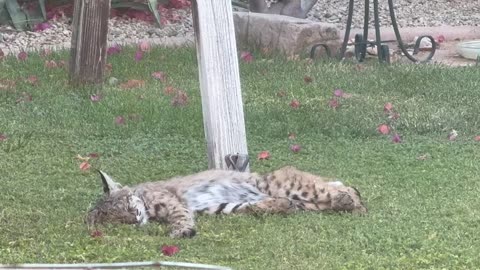 Bobcat in Arizona Backyard