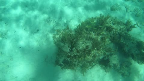Spotted a bunch of Yellowtail Snappers in Grand Cayman