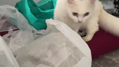 Cat cute white funny