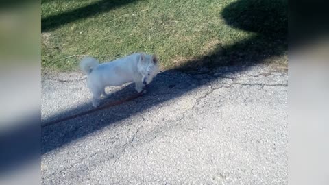 dog