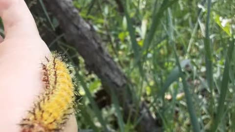 lol this caterpillar was kickin SO much ass this trip