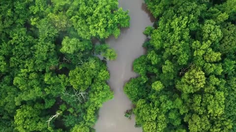Drone Footages of Nature Forest 4K Stock Videos Free stock footage