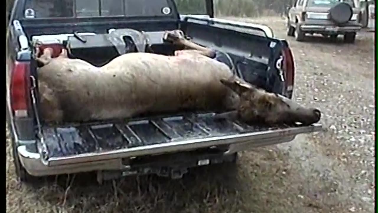 Elk Hunt 1999 Stanely Idaho