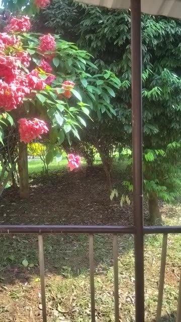 Freshly Trimmed Garden Grass | Clean & Satisfying View 🌿