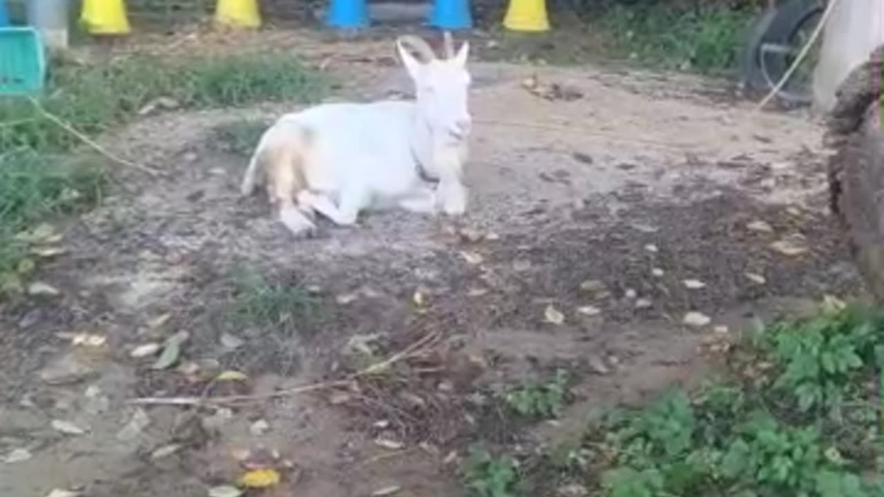 かわいい山羊さんの芽衣ちゃんの映像