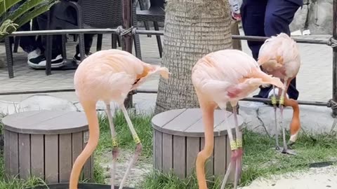 Flamingos Dancing With Fancy Footwork