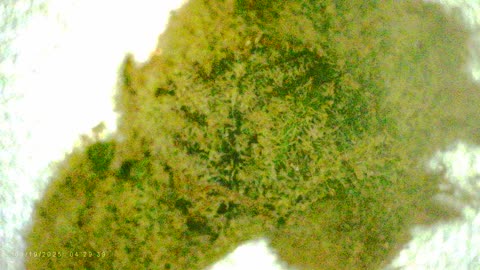 Looking at Cannabis under MICROSCOPE!