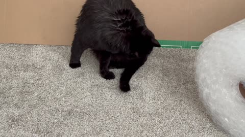 Cute Precious Piper Just Had a Bath - My Adopted Shelter Cat Vlog