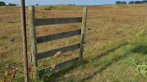 Promenad vid Backåkra naturreservat 28 Juli 2025