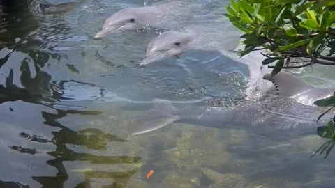 Dolphins by the Dock