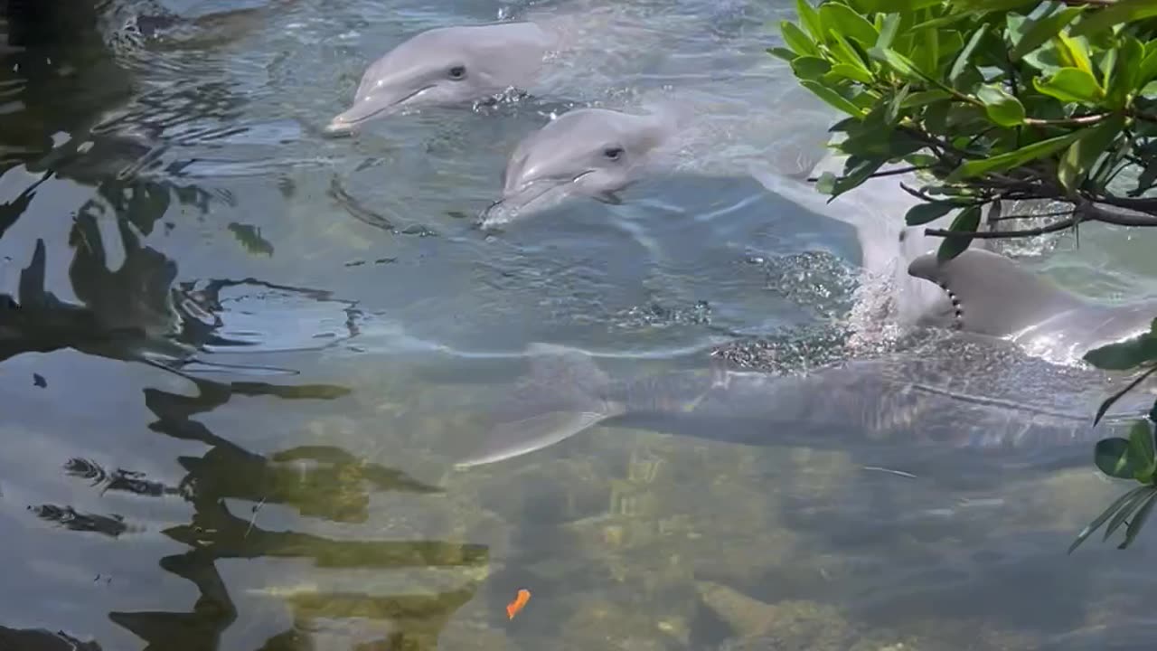 Dolphins by the Dock