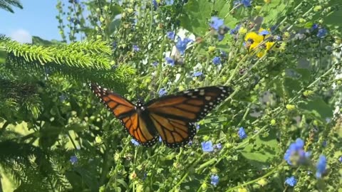 Monarch Butterfly