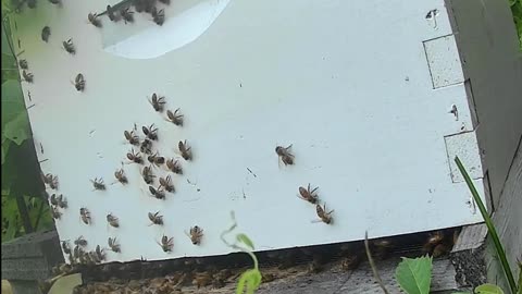Bees on a Monday Evening