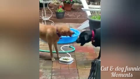 Viral cats and dogs Videos 😂😹 Funny Animal videos 2024.