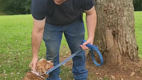 Cocker spaniels for sale