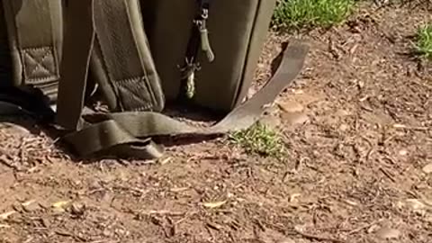 🐛🦋 Dragonfly Larvae Molts on Backpack! | FunFM