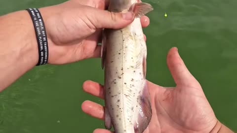 He Wasn’t Ready for This Fish