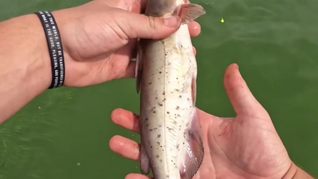 He Wasn’t Ready for This Fish