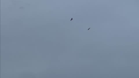 The American Bald Eagle Family of Port Saint Lucie
